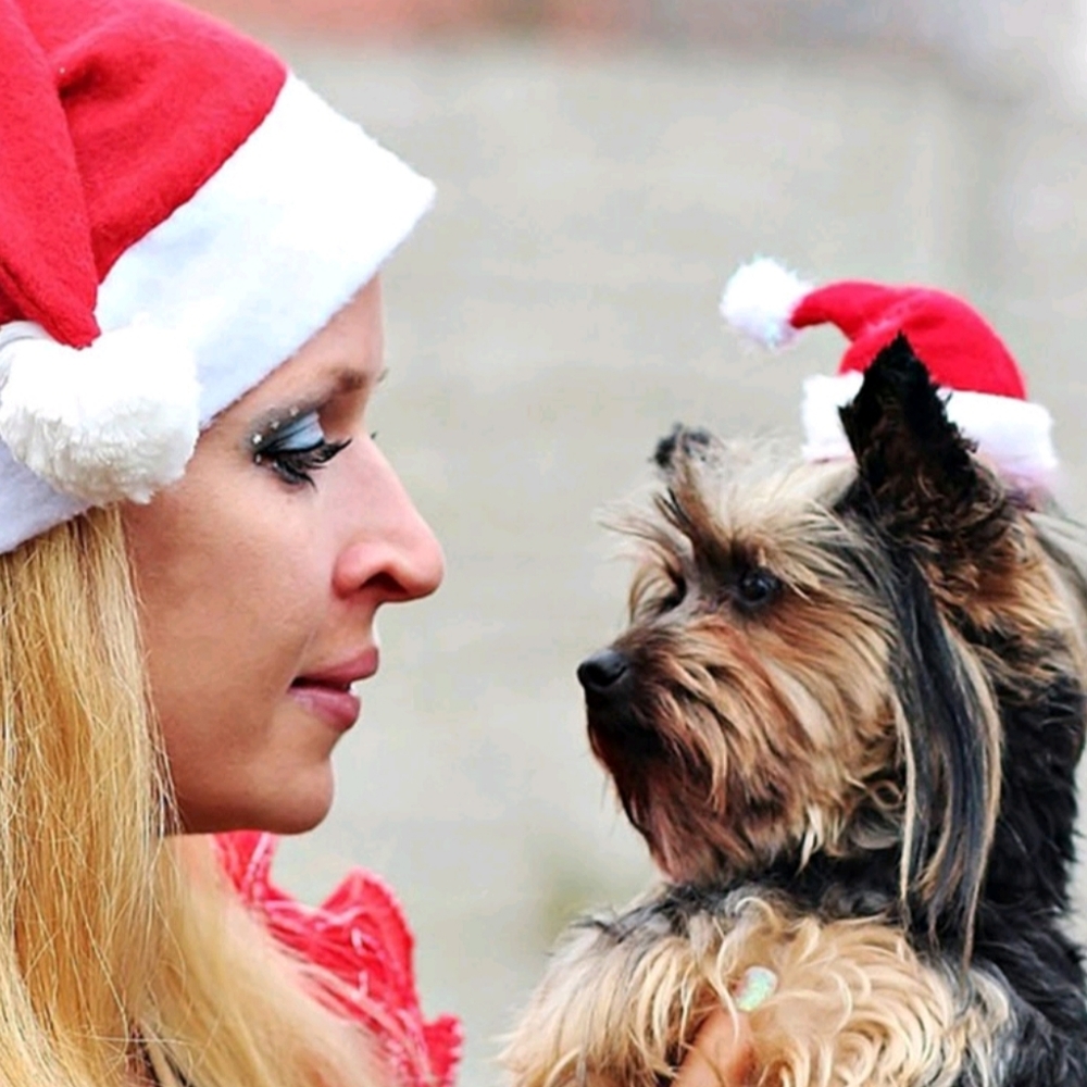 Pet Santa hat